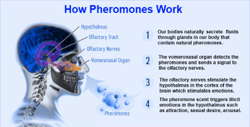 gymntonicpheromonead2.jpg