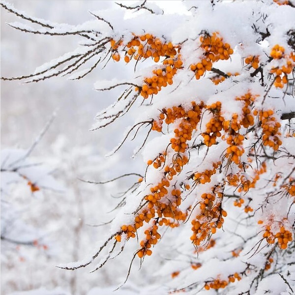 snoesea-buckthorn-at-winter-jaak-nilson-1.55.55.jpg